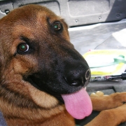 Ben's dog Brady riding in the car